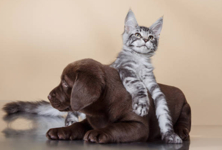 chiot-brun-chaton-gris-copains