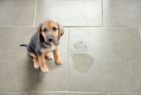 🚽 Apprendre la propreté à votre chiot