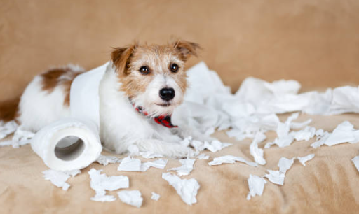 𩼠Ăducation & comportement