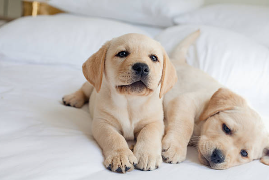 đ¶ Accueillir et Ă©duquer votre chiot