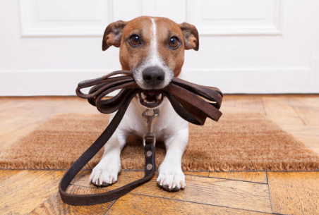 chiot-jack-russel-laisse-en-bouche