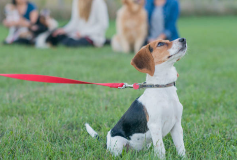 Dressage & Socialisation