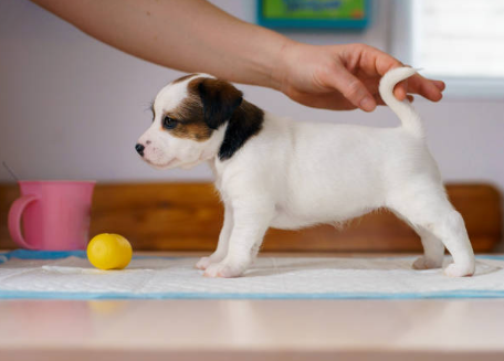 chiot-tapis-éducatif
