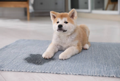 chiot-malamut-tapis