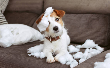 🏡 Organisation de la maison